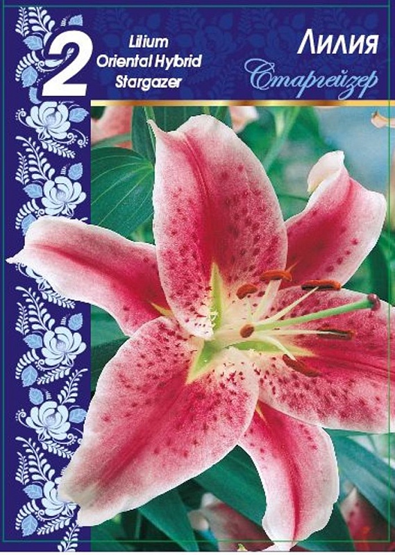 Лилия Старгейзер 1 уп. (2 шт.)